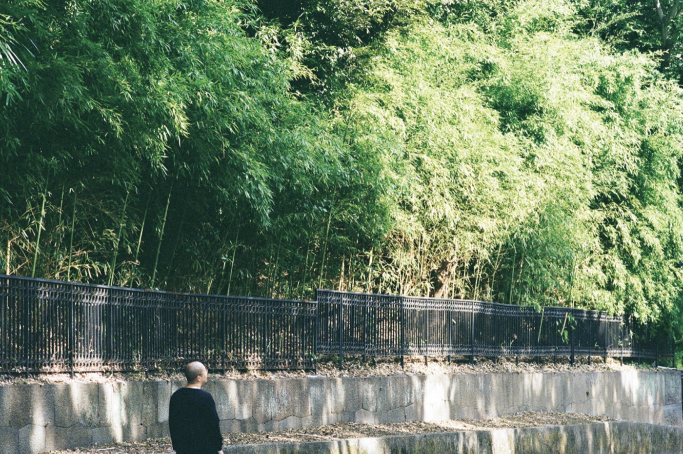 Ko Narukama standing before a bamboo grove